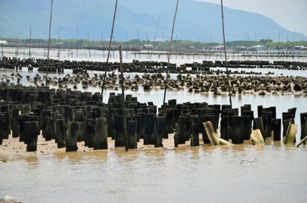 Nuoi-hau-bang-tam-lop-xi-mang-hiem-hoa-khon-luong-hau